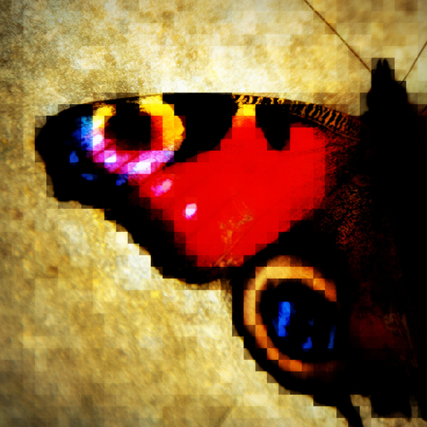 John O'Connor - Butterfly