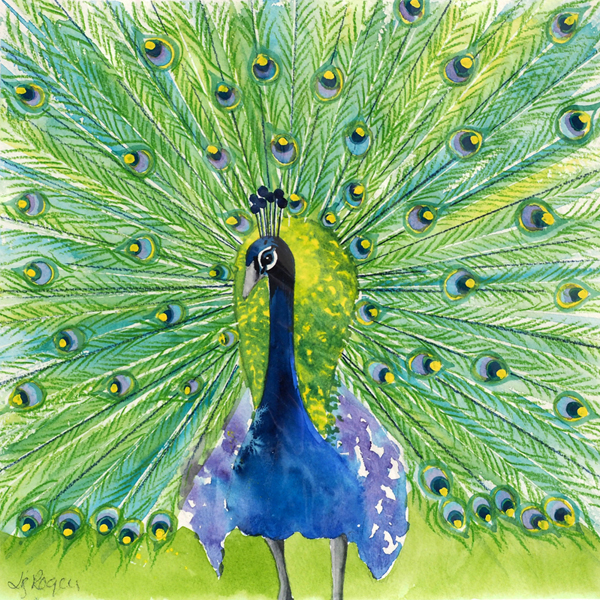 Liz Rogers - Peacock